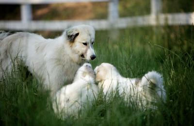 7 levenslessen uit The Biggest Little Farm